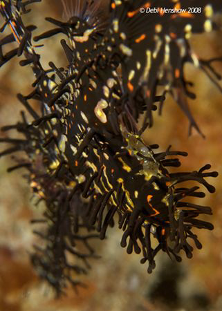 Revealed! Managed to follow this Ornate GPF and got in cl... by Debi Henshaw 