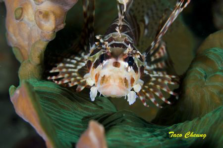 Lionfish @ Anilao by Taco Cheung 