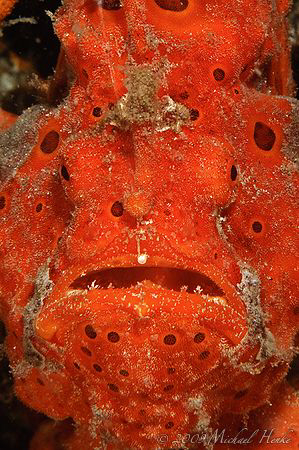 Painted frogfish (Antennarius pictus) - Look at the pearl... by Michael Henke 
