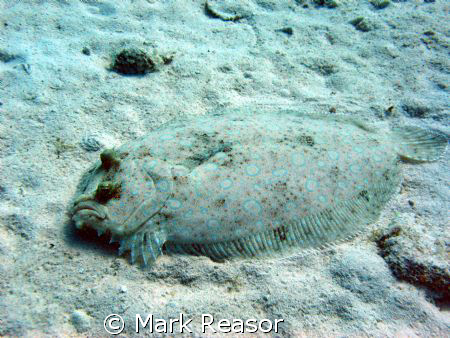 Flounder by Mark Reasor 