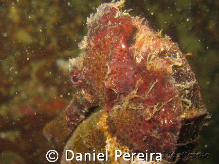 Seahorse by Daniel Pereira 