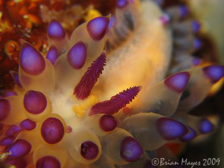 Janolus sp. with a few missing cerata, probably caused by... by Brian Mayes 