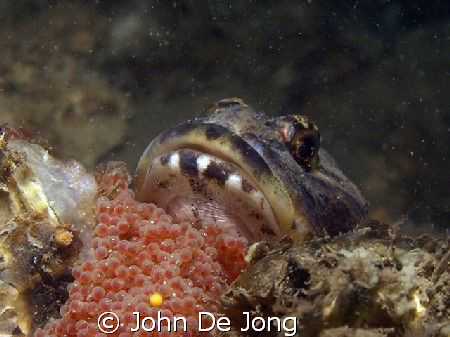 The Myoxocephalus scorpius male is protecting the eggs. H... by John De Jong 