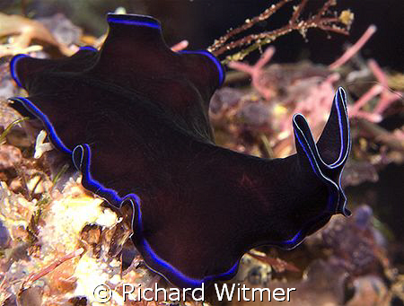 To the Batmobile!  Pseudoceros sapphirinus. Anilao, Phili... by Richard Witmer 