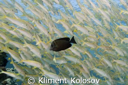 Yet another classic shot: kind of a black sheep by Kliment Kolosov 