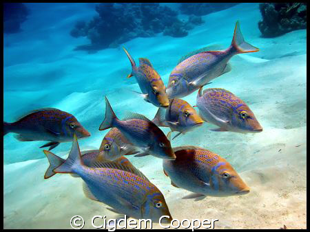 Spangled Emperor. by Cigdem Cooper 