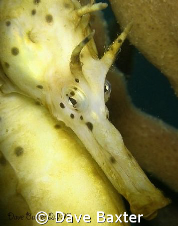 found him on a soft sponge just waiting for his photo to ... by Dave Baxter 