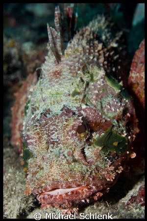 A face only a mother can love. by Michael Schlenk 