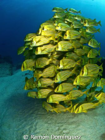 A school of colorful Porkfish by Ramón Domínguez 