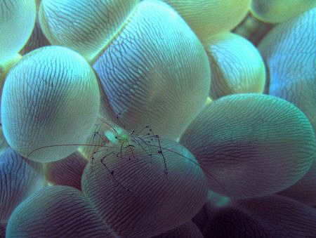 From the same dive last sat.,with my new rig... by Bernard Maglana 