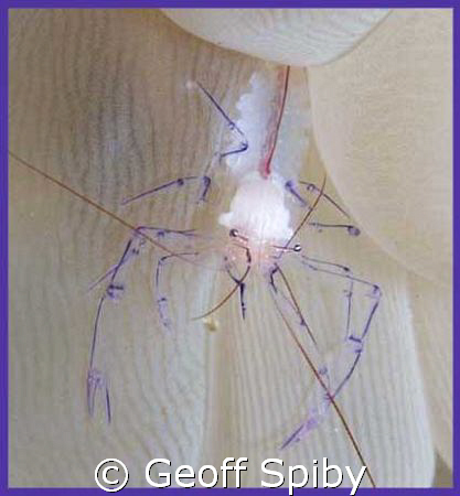 bubble coral shrimp by Geoff Spiby 