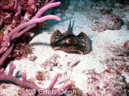 The little ray. by Cheri Denn 