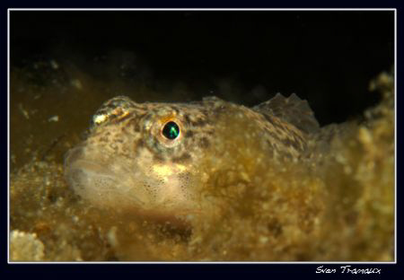 Cottus gobio, (European bullhead) Geneva's lake by Sven Tramaux 