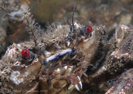 Velvet swimming crab. D200, 60mm. by Derek Haslam 