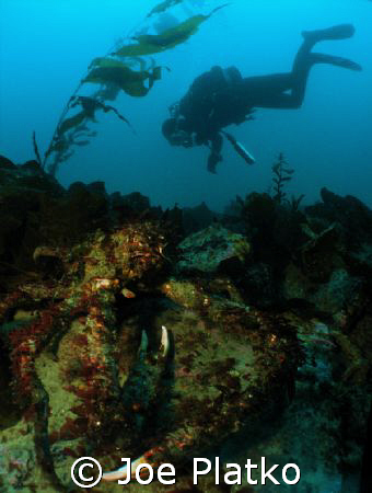 very large sheep crab crawling about near the metridium f... by Joe Platko 