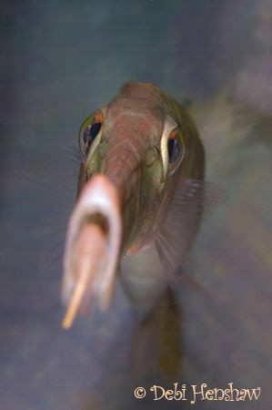 This is the playful trumpetfish again - think he wanted t... by Debi Henshaw 