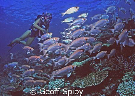my wife Lyn posing with a school of bigeyes by Geoff Spiby 