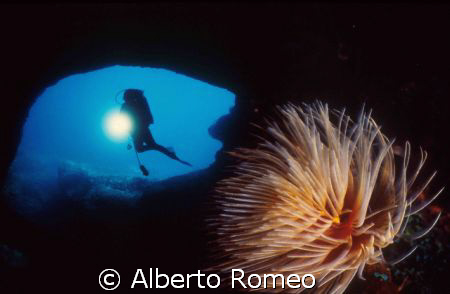 Spirographis spallanzani  AND A DIVER IN THE CAVE
- Niko... by Alberto Romeo 