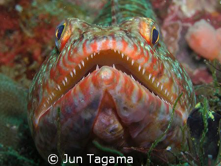extremely sharp! be careful by Jun Tagama 