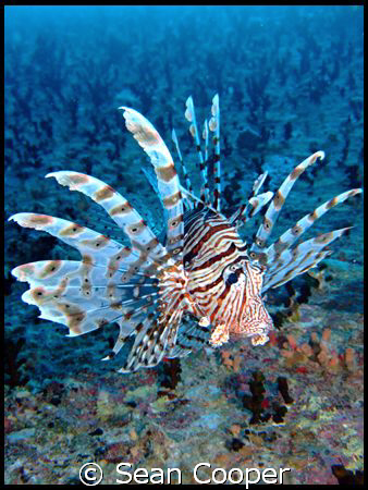 Lionfish by Sean Cooper 