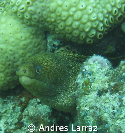 MORAY EEL
 by Andres Larraz 