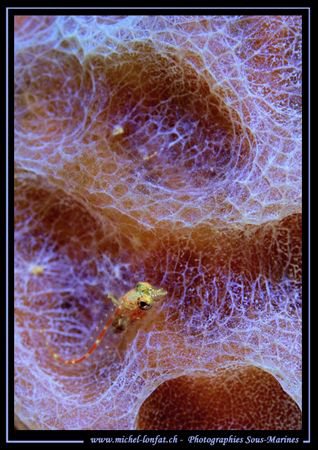 A Pigmy Gobie on a Sponge... in Bonaire. Que du Bonheur..... by Michel Lonfat 
