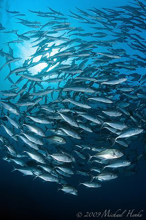 Bigeye Jacks (Caranx sexfasciatus) at the USAT Liberty (B... by Michael Henke 