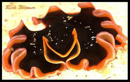 Demon Hunter. Pseudobiceros gloriosus.  Anilao, Philippin... by Richard Witmer 