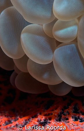 Bubble Coral by Larissa Roorda 