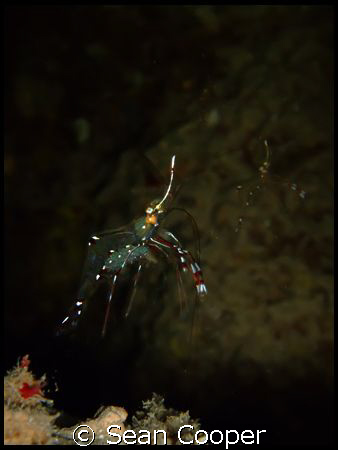 Cave cleaner shrimp by Sean Cooper 