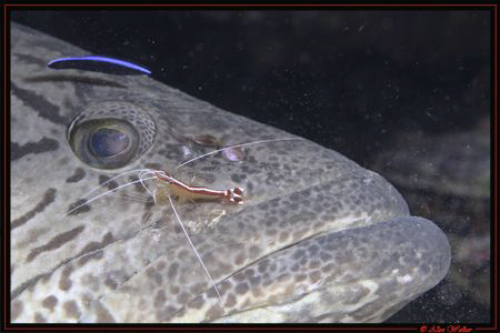 Close up of an Potato Bass getting an quick check up........ by Allen Walker 