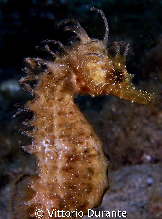 Sea Horse by Vittorio Durante 