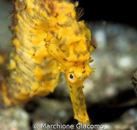 Sea Horse
Nikon D100, 60 micro,twin strobo
Richeliu Rock by Marchione Giacomo 