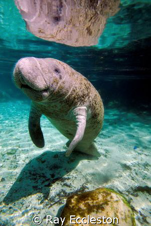 Manatee at Three Sisters Spring, Crystal River FL. by Ray Eccleston 