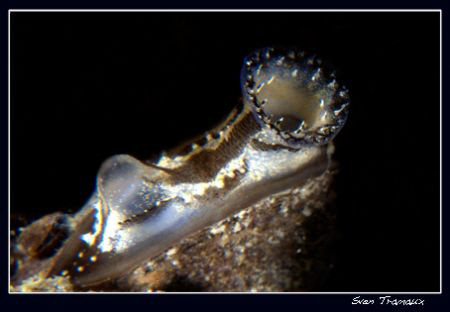 The zebra mussel, Dreissena polymorpha, accidentally intr... by Sven Tramaux 