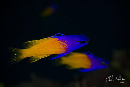 1/100 at f14. I spent a whole dive hanging around one spo... by Julian Cohen 