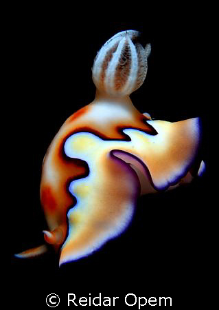 Chromodoris Koi 
 by Reidar Opem 