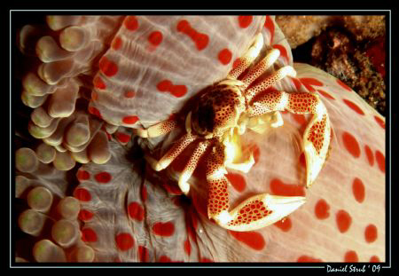 Porceleine crab and his host anemone :-) great FUN by Daniel Strub 