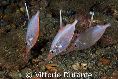 Macroramphosus Scolopax by Vittorio Durante 