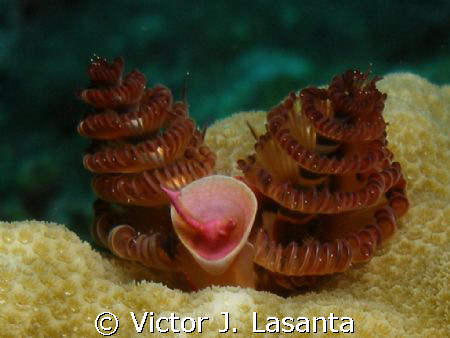 christmas tree at the forest dive site in parguera area, ... by Victor J. Lasanta 