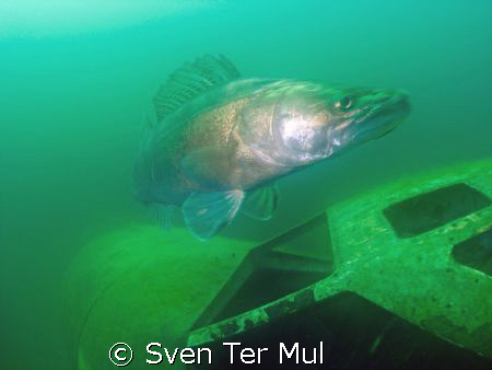 In motion by Sven Ter Mul 