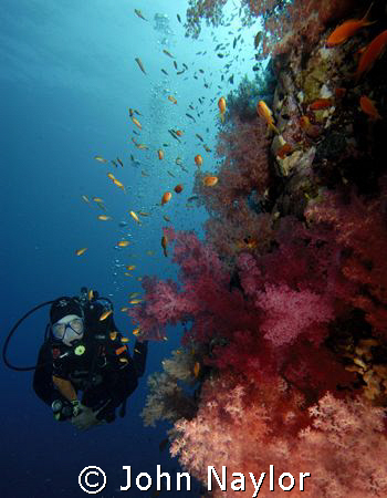 diver and soft corals on elphinstone reef. by John Naylor 