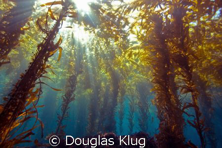 California Diving at its best.  

The kelp forests of A... by Douglas Klug 