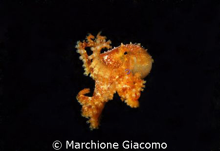 Blu ring new species
Nikon D200, 60 micro,twin strobo
M... by Marchione Giacomo 