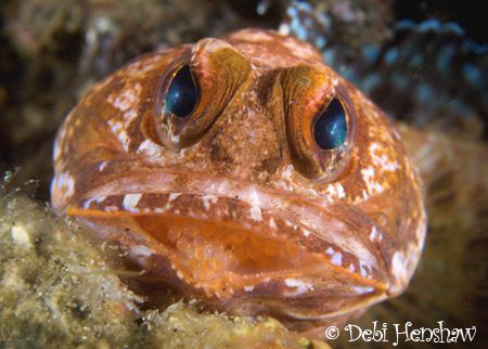 My Brood! Jawfish with eggs by Debi Henshaw 