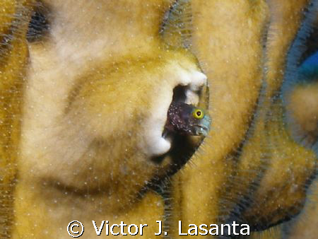 secretary blenny living in a fire coral at forest dive si... by Victor J. Lasanta 
