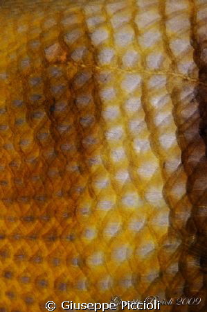 Scales by Giuseppe Piccioli 
