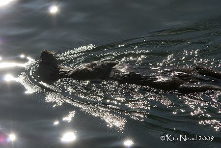 I finally had a chance to get close enough to a couple ot... by Kip Nead 