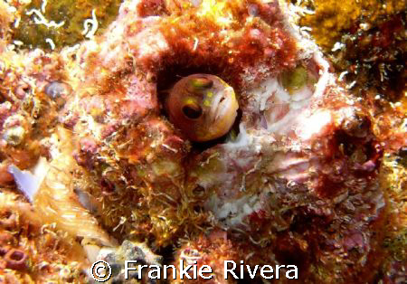 Blenny @ Isabela Island, Galapagos, IS. Ecuador by Frankie Rivera 
