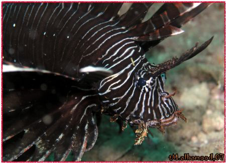 Lion Fish....
Jana Island \ Saudi Arabia with Olympus C8... by Mohammed Al Hamood 